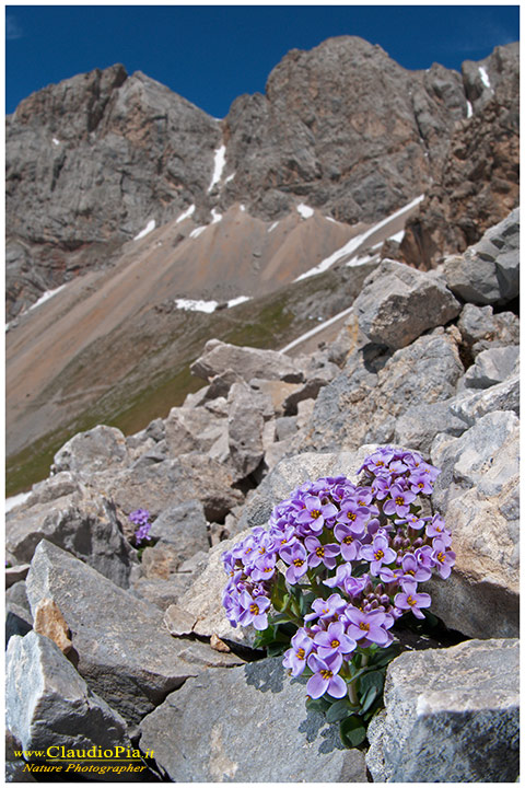 thlaspi rotundifolia dolomiti, fiori di montagna, alpini